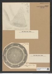 Aulacodiscus patulus Grun. (de-Toni-Nr.: Genus 182, Species 4595) Zeichnungen Sammlung Grunow Nr. 8189 (NHMW-BOT-W0377566)